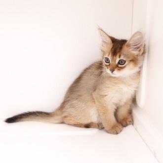 animal_image