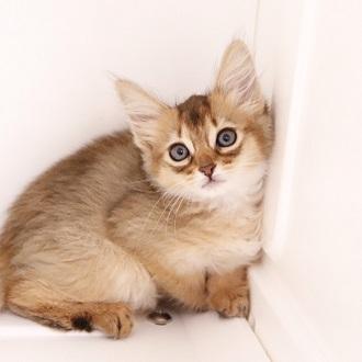 animal_image