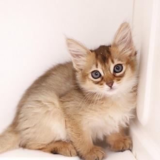 animal_image
