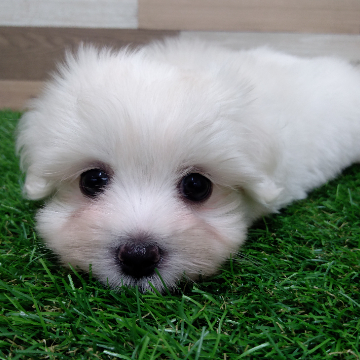 animal_image