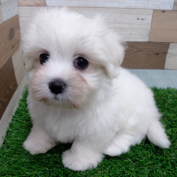 animal_image