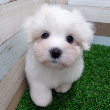 animal_image