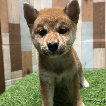 animal_image