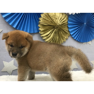 animal_image