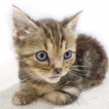 animal_image
