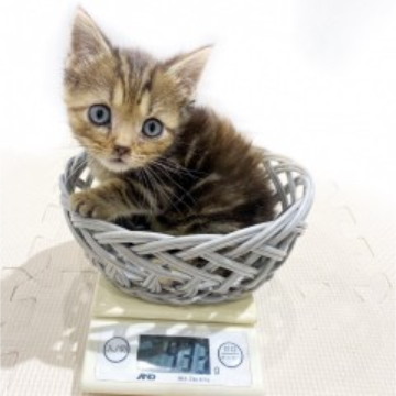 animal_image