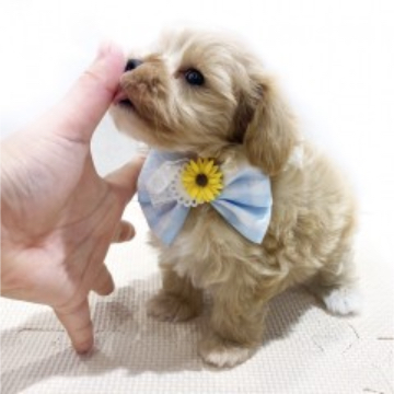 animal_image