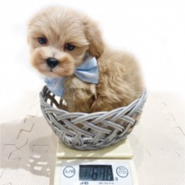animal_image