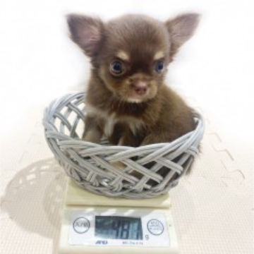 animal_image