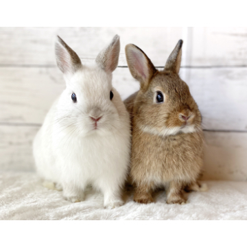 animal_image
