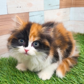 animal_image