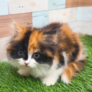 animal_image