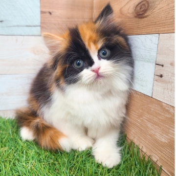 animal_image