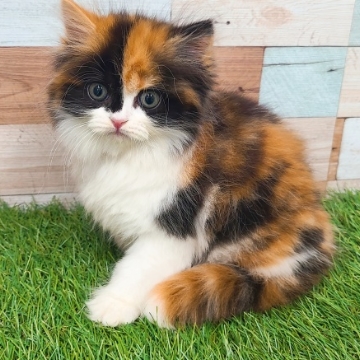 animal_image
