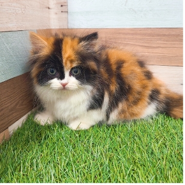 animal_image