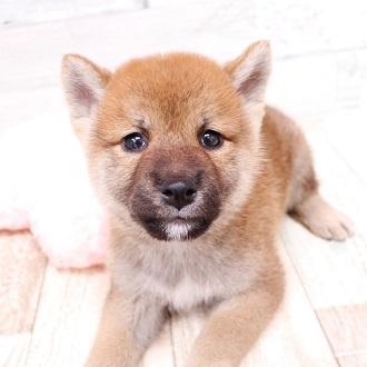 animal_image