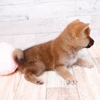 animal_image