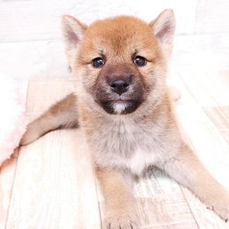 animal_image