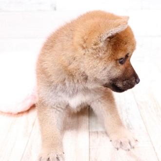 animal_image