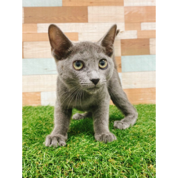 animal_image