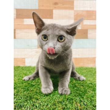 animal_image