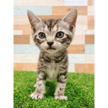 animal_image
