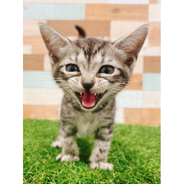 animal_image