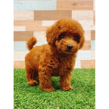 animal_image