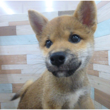 animal_image