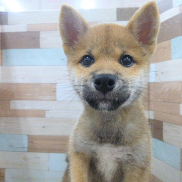 animal_image