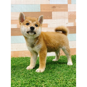 animal_image