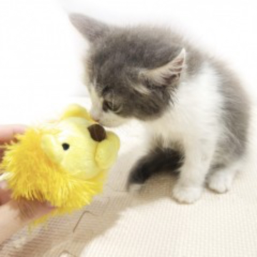 animal_image