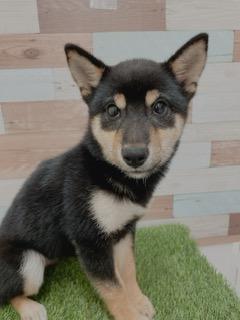 animal_image
