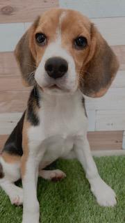 animal_image