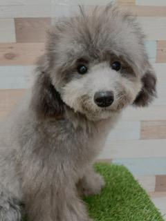 animal_image