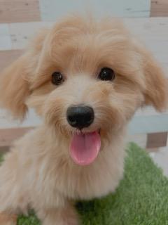 animal_image