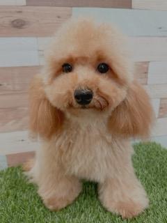 animal_image