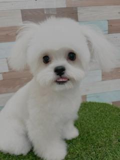 animal_image