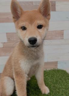 animal_image