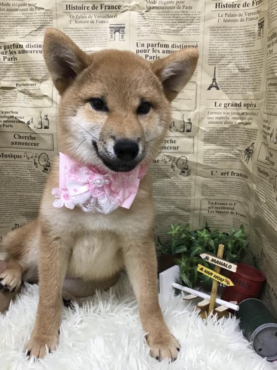 animal_image