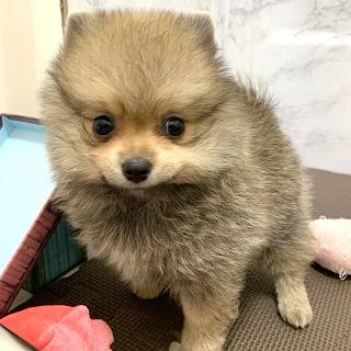 animal_image