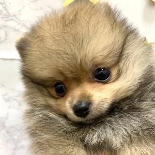 animal_image