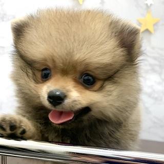 animal_image