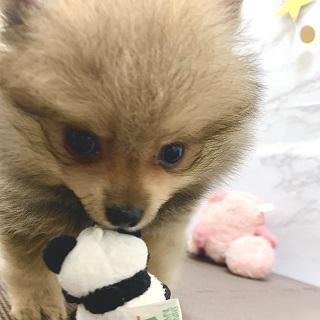 animal_image