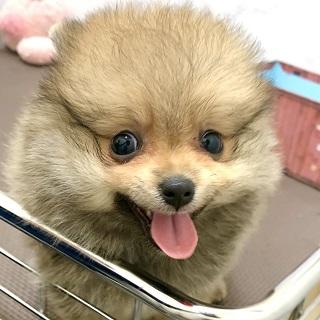 animal_image
