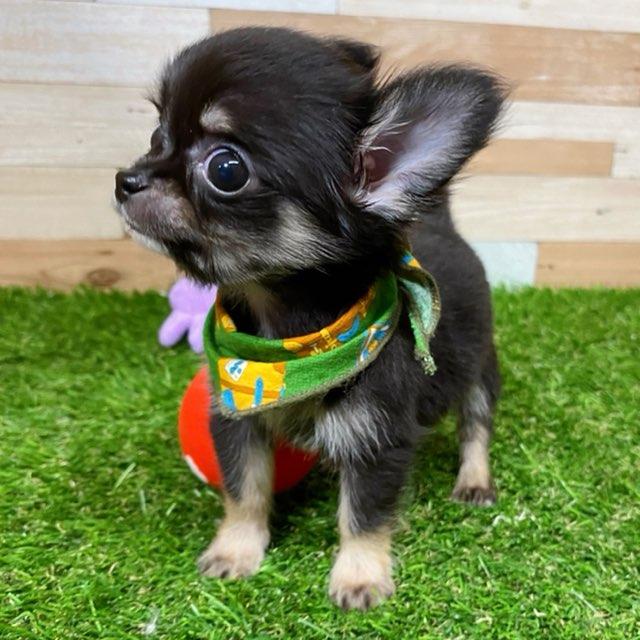 animal_image