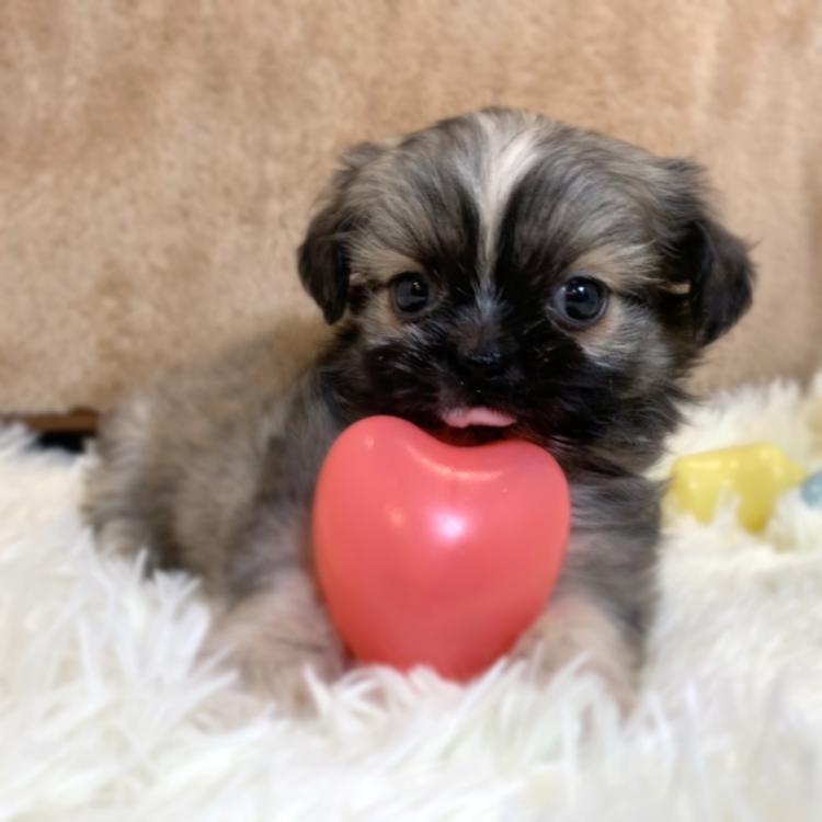 animal_image