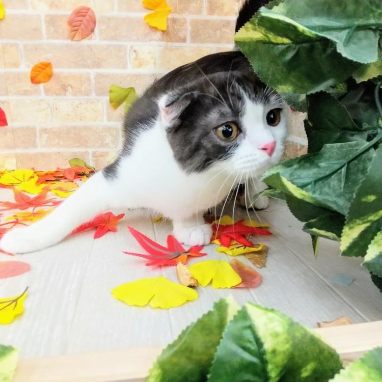 animal_image