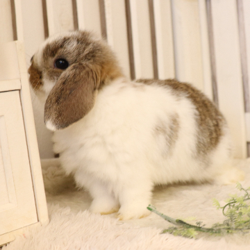 animal_image