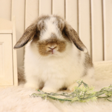 animal_image